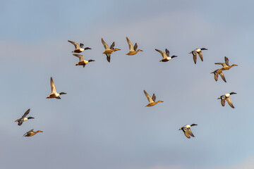 Flock of Northern shoveler (Spatula clypeata) in flight. Gelderland in the Netherlands.            ...