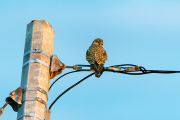 Faucon crécerelle,.Falco tinnunculus, Common Kestrel