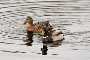 Canard colvert, mâle, femelle,. Anas platyrhynchos, Mallard