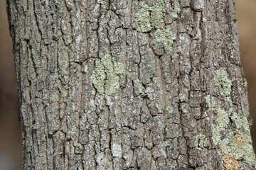 Chêne , Quercus robur, écorce, Tronc