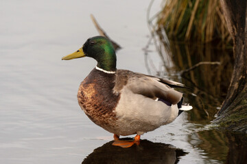 Canard colvert,. Anas platyrhynchos, Mallard