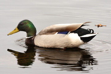 Canard colvert,. Anas platyrhynchos, Mallard
