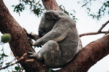 Koala on the smooth bark of a big branch under the leaves of a eucalyptus tree in Magnetic Island, Townsville, Queensland, Australia