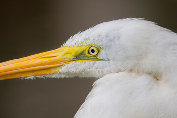 Brazilian Savannah Bird
The birds of Brazil are very beautiful and have many colors.