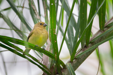 Brazilian Savannah Bird
The birds of Brazil are very beautiful and have many colors.