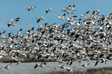 Snow Geese, Anser caerulescens, take off in unision from tidal grass on a bright winter day with blue skies in Oceanville NJ