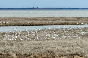 Snow Geese, Anser caerulescens, in tidal grass on a bright winter day with blue skies in Oceanville NJ