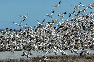 Snow Geese, Anser caerulescens, take off in unision from tidal grass on a bright winter day with blue skies in Oceanville NJ