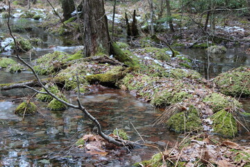 moss covered rocks