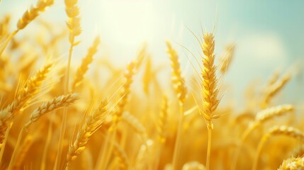 Golden wheat field. Background with copy space. Golden grain, close up, landscape concept. Generated by artificial intelligence.