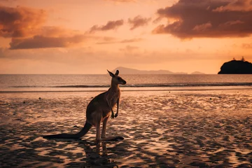 Foto auf Acrylglas Cape Le Grand National Park, Westaustralien Kangaroo Wallaby at the beach during sunrise in cape hillsborough national park, Mackay. Queensland, Australia.