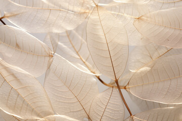 close-up of abstract transparent skeleton leaves background