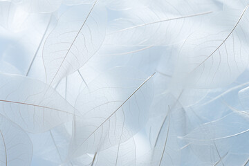 close-up of abstract transparent skeleton leaves background