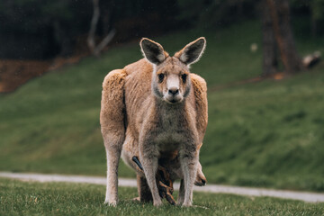 Australian western grey kangaroo with baby joey in pouch, new south wales, australia