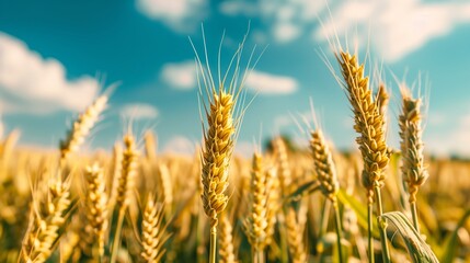 Close-up of green and plump wheat ears. The distant view with an endless wheat field. Generated by artificial intelligence. - obrazy, fototapety, plakaty