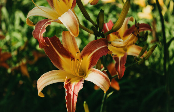 orange and yellow flowers, flor laranja, laranja, amarela, flor, jardim, flor selvagem, jardim, floresta, primavera, spring