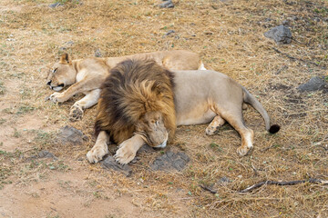 Lions sleeping in the South African Savannah
