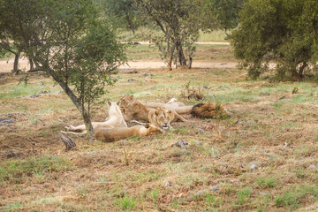 A pack of lions relaxing in the South African savannah