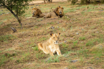 A lioness sitting proudly in front of two rather unimpressed male lions in the South African savannah