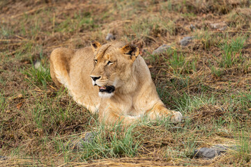 Close up portrait of a lioness relaxing in the South African savannah with closed eyes