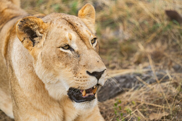 Close up portrait of a female lion in the South African savannah showing her teeth