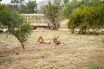 Two unimpressed lions relax in front of a tourist vehicle in a South African safari park