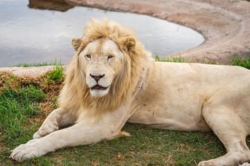 A white lion relaxes next to an artificial pond