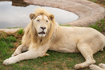 Ein weißer Löwe entspannt sich neben einer künstlichen Wasserstelle