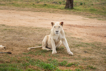 A rare white female lion is sitting in the South African savannah and watching curiously and...