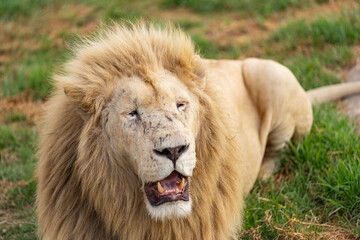 An old white lion with battle scars is relaxing in the South African savannah