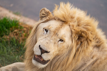 Frontal close up hot of a rare white lion lying next to an artificial water pond in South Africa