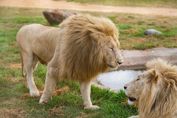 Two rare white lions at an artificial water pond in South Africa