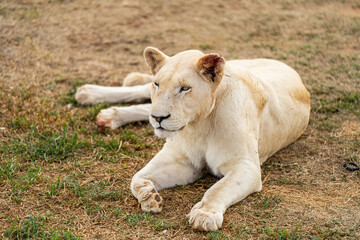 A rare white lioness is relaxing in the South African savannah