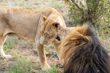 A lion is grooming and nibbling on his lioness wife under a bush in the South African savannah