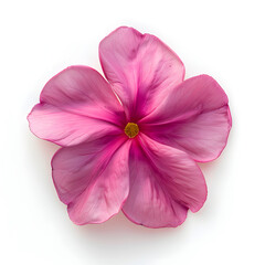 Top view of a single magenta Catharanthus roseus flower on white background