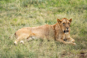 A lioness is relaxing in the South African savannah