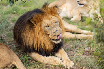 A lion with battle scars is licking his nose under a bush in the South African savannah