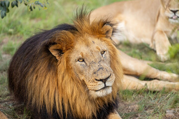 A lion with battle scars is lying under a bush in the South African savannah