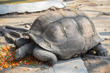 Closeup of the Giant Tortoise eating food. Huge reptile and exotic animal, Testudinidae.
