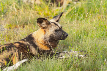 African wild dog (Lycaon pictus) chilling in the tall grass