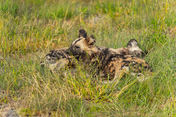African wild dogs (Lycaon pictus) chilling in the tall grass