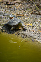 Red eared slider or red eared terrapin  turtle swimming in the pond.