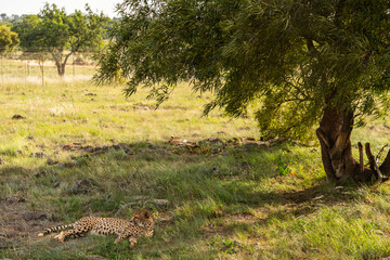 A cheetah lies in the shade under a tree, away from its pack