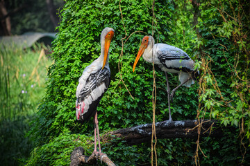Beautiful Painted stork in the green bushes. Wading bird, Mycteria leucocephalus. 