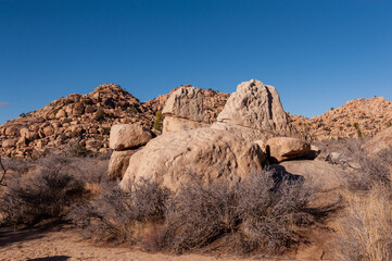Fototapeta premium Landscape shot of Joshua tree national park around sunset.