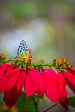 Beautiful butterfly and the red flowers. Delias eucharis, the common Jezebel or the pierid butterfly. 
