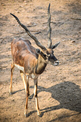 The black buck standing alone in the forest. Indian antelope in the wild.