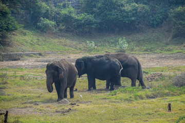 Herd of Indian elephants grazing in the grassland. Largest animals, Asian Elephant.