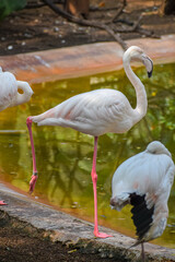 Greater Flamingo standing near the pond. Wading bird, Phoenicopteridae.