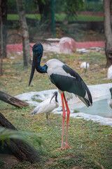 Black necked stork standing near the pond. Ephippiorhynchus asiaticus